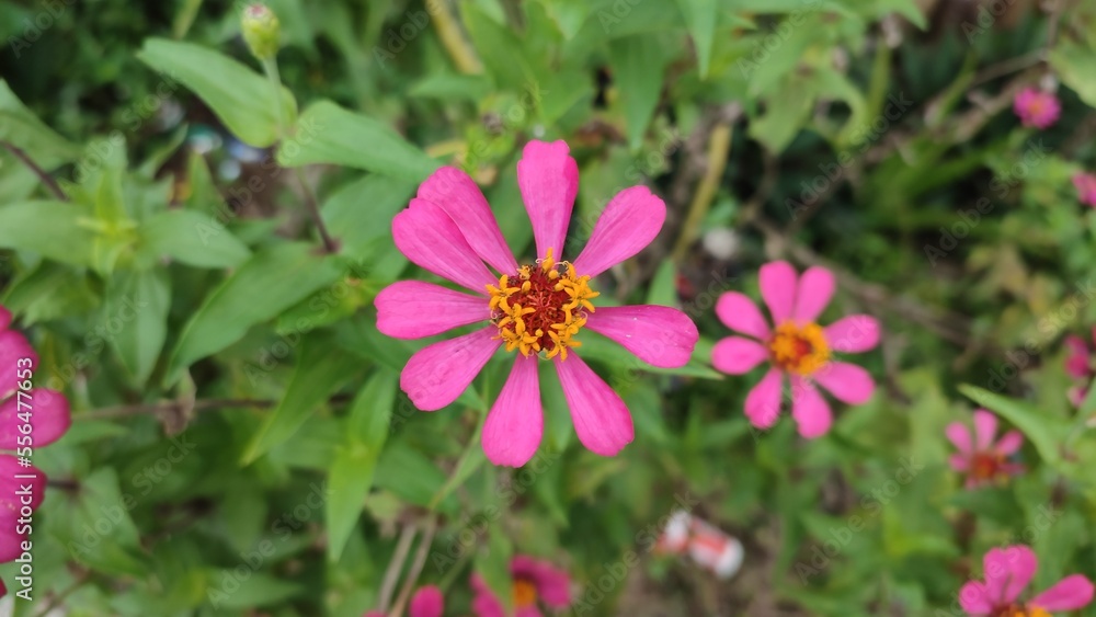 Obraz premium zinnia flowers