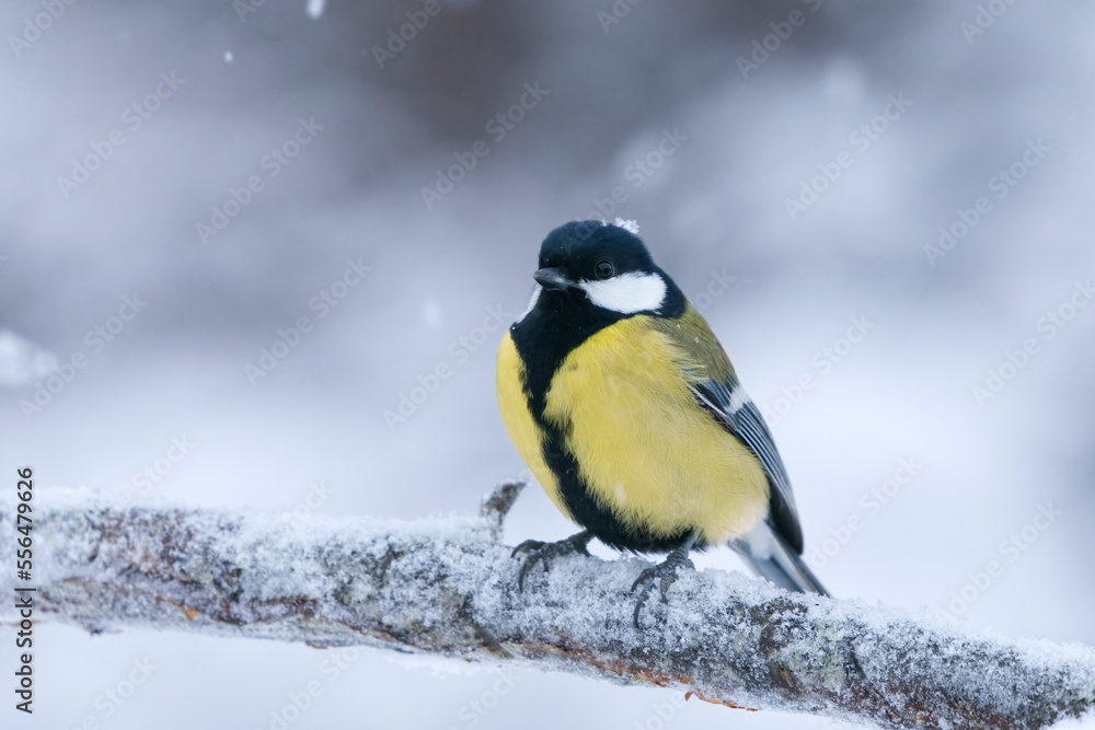 Great tit (Parus major) sitting on a branch in sowfall in winter.
Great tit (Parus major) sitting on a branch in sowfall in winter.