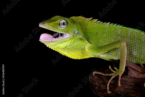 Closeup head of Green Jubata Lizard or Maned Forest Lizard (Bronchocela jubata).
