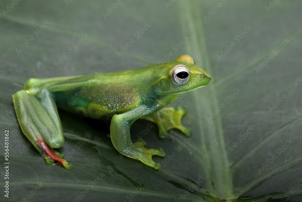Fototapeta premium Jade Tree Frog (Rhacophorus dulitensis). is Indonesian tree frog.