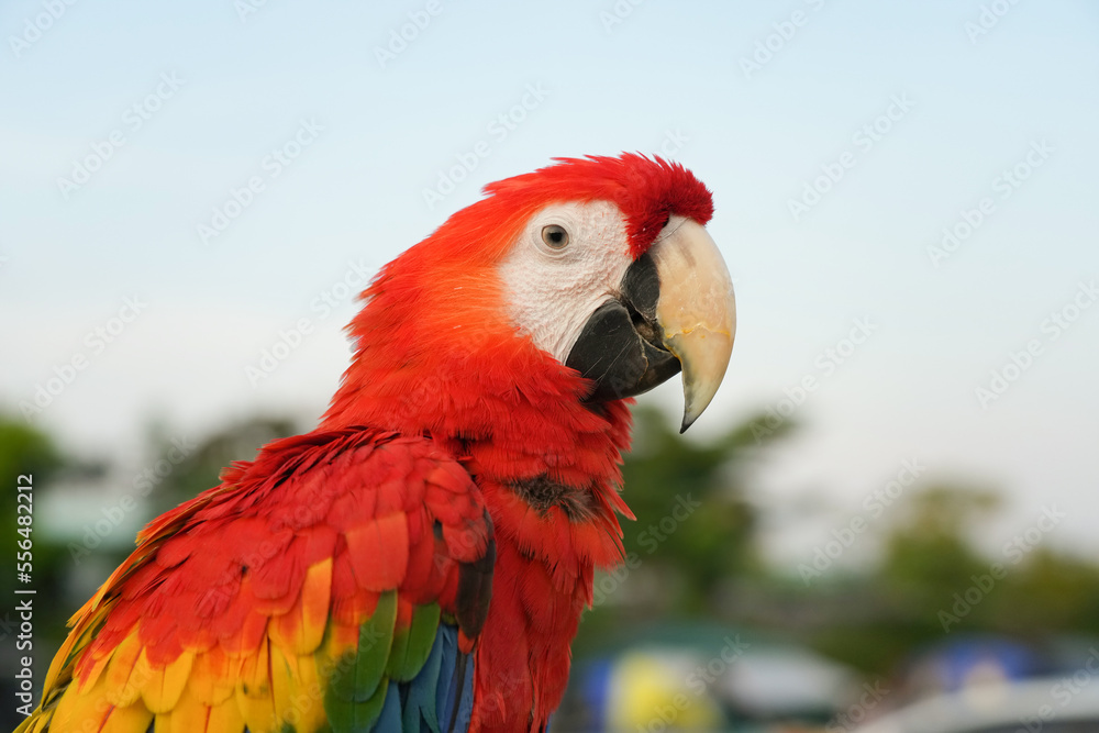 Close-up scares macaw vivid rainbow colorful Close-up scares macaw vivid rainbow colorful