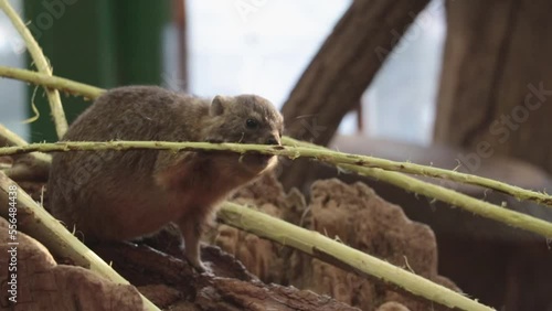 Close-up on the Cape Hyrax. Wildlife. The Cape hyrax is a species of Afroasiatic mammal with a superficial resemblance to a rabbit