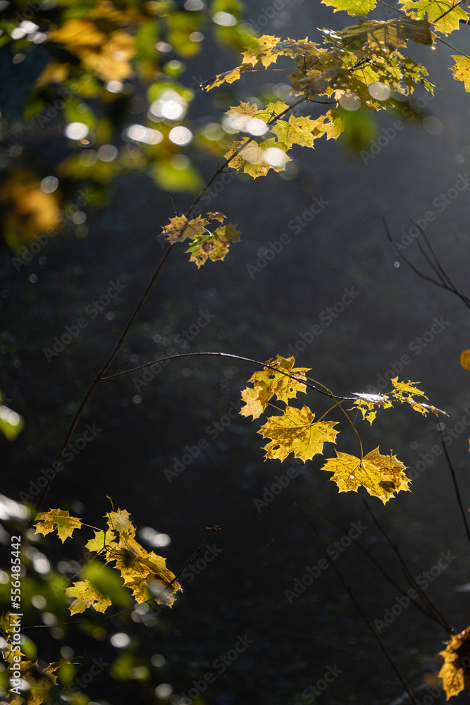 Feuilles d automne Feuilles d automne