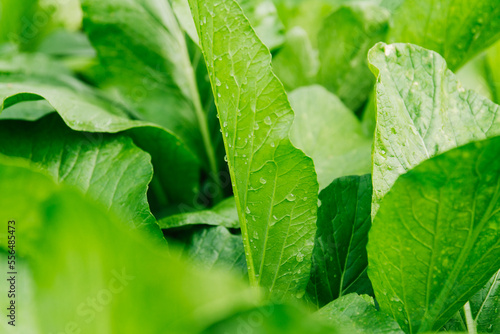 Green leaf vegetables for Asian cuisine, Choy sum or 