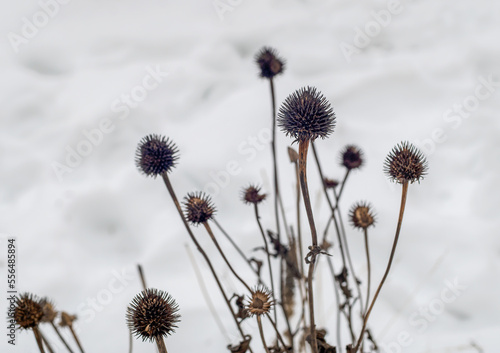 Echinacea purpurea on snow in winter in December