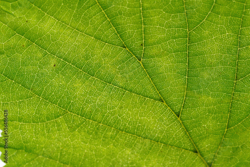 Leaf of a deciduous tree