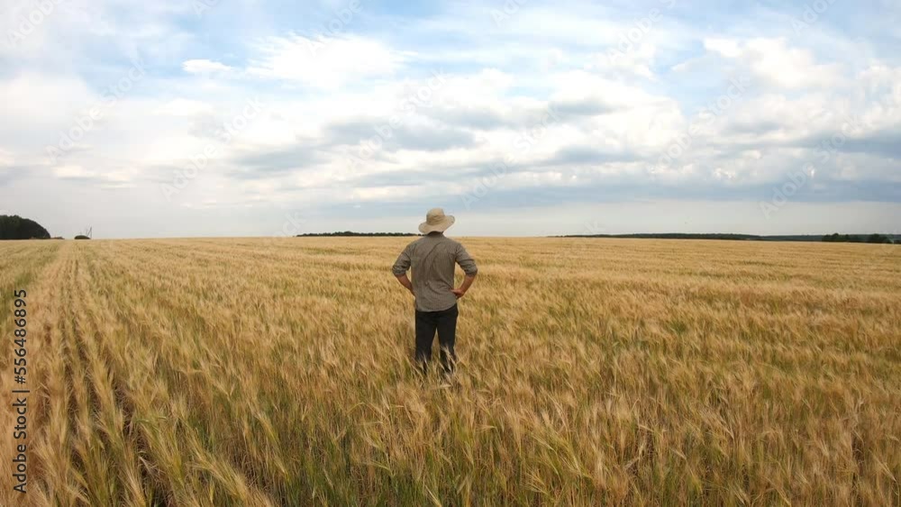 Camera moves to male farmer standing at cereal meadow and examining his golden wheat plantation. Young agronomist exploring his ripe barley field. Concept of agricultural business. Rear view Close up Camera moves to male farmer standing at cereal meadow and examining his golden wheat plantation. Young agronomist exploring his ripe barley field. Concept of agricultural business. Rear view Close up