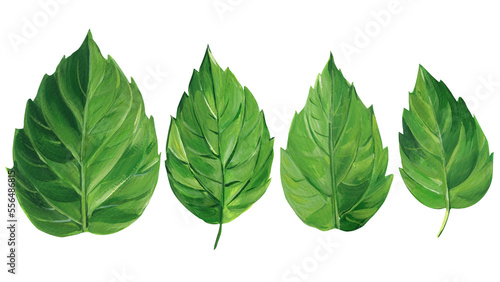 Hibiscus green leaves  painted with acrylic on canvas  flora illustration isolated white background