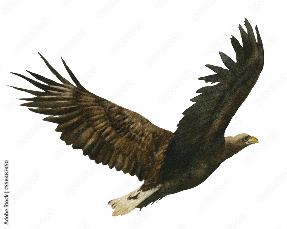 Fototapeta premium A flying eagle hand drawn in watercolor. Watercolor animal illustration.