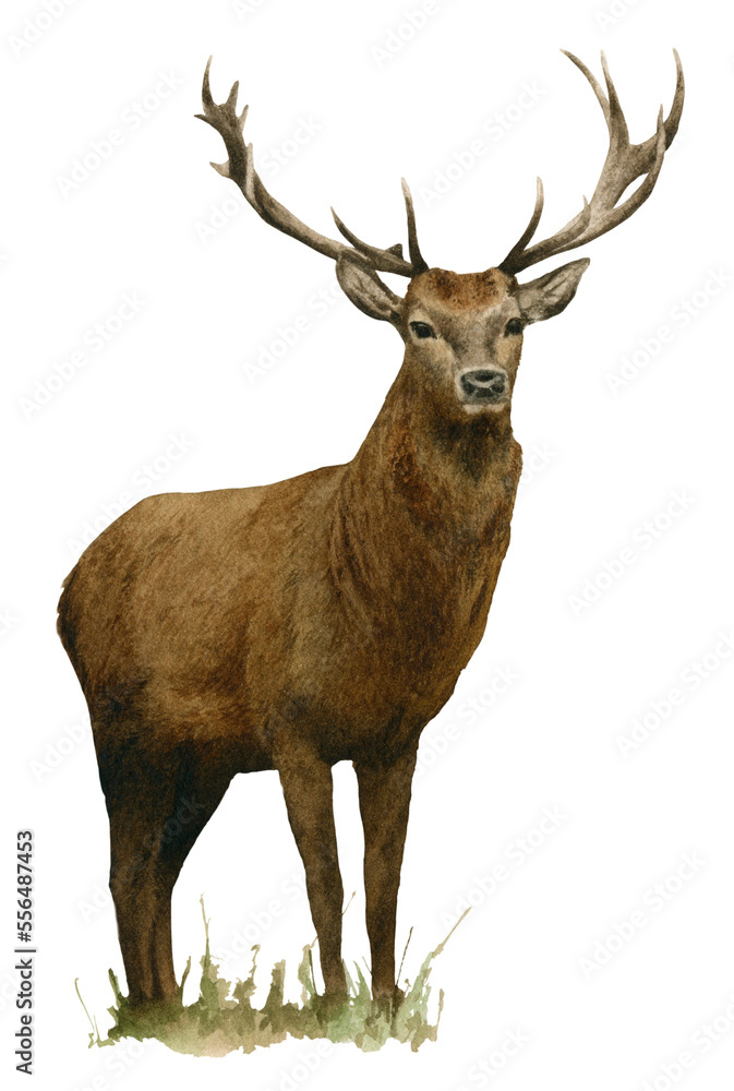 A deer with antlers hand drawn in watercolor. Watercolor animal illustration. A deer with antlers hand drawn in watercolor. Watercolor animal illustration.