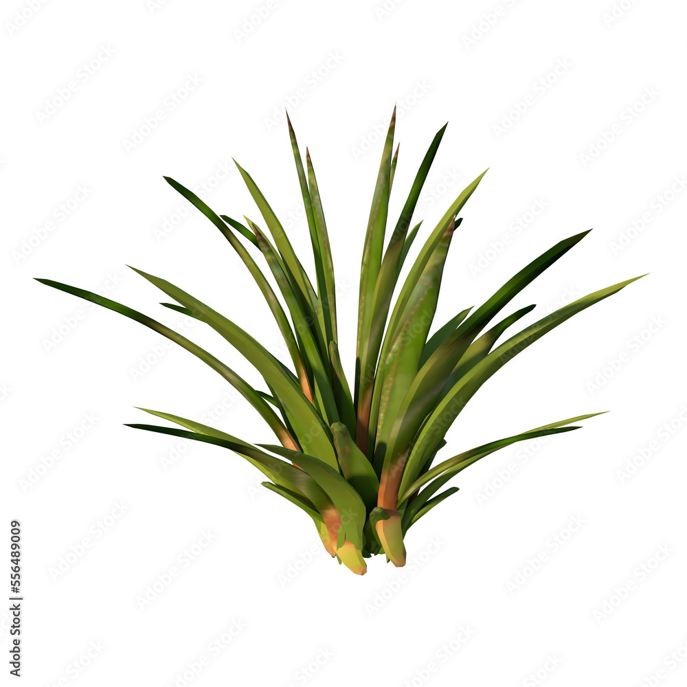 Front view of Plant Flower ( Agave 2) Tree png