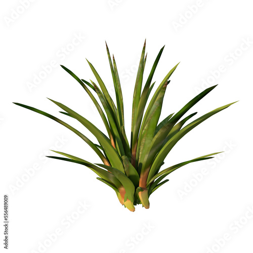 Front view of Plant Flower   Agave 2  Tree png