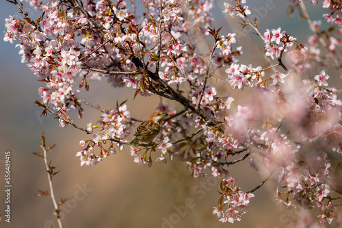 russet sparrow or Passer rutilans or cinnamon tree sparrow perched on pink flower of Prunus cerasoides wild Himalayan cherry and sour cherry tree at manila uttarakhand india asia photo