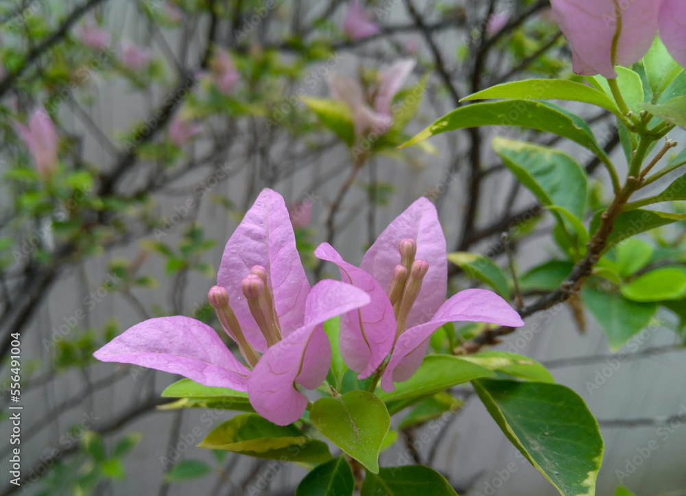 Obraz premium Closeup of petals of pink bougainvillea flowers blooming in garden, nature photography, natural gardening background, floral wallpaper