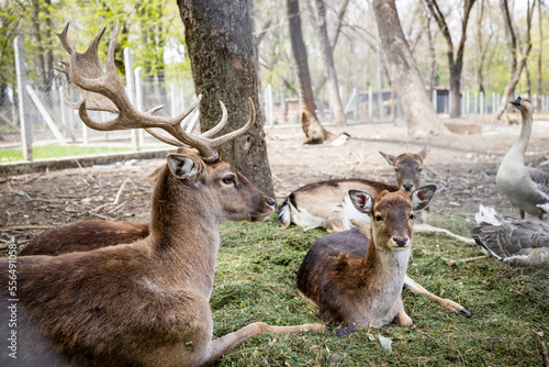 Photography Lying deer and roe deer in the forest. Close up.