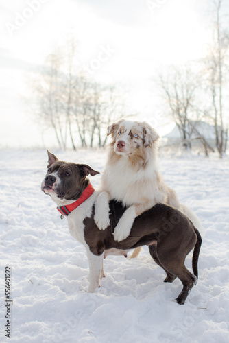 Australian Shepherd and Staffordshire Bull Terrier portrait. Execution of commands. Funny animals.