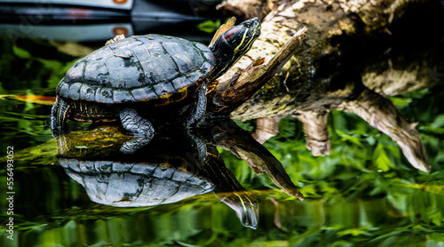 Fotografie, Obraz turtle in the water