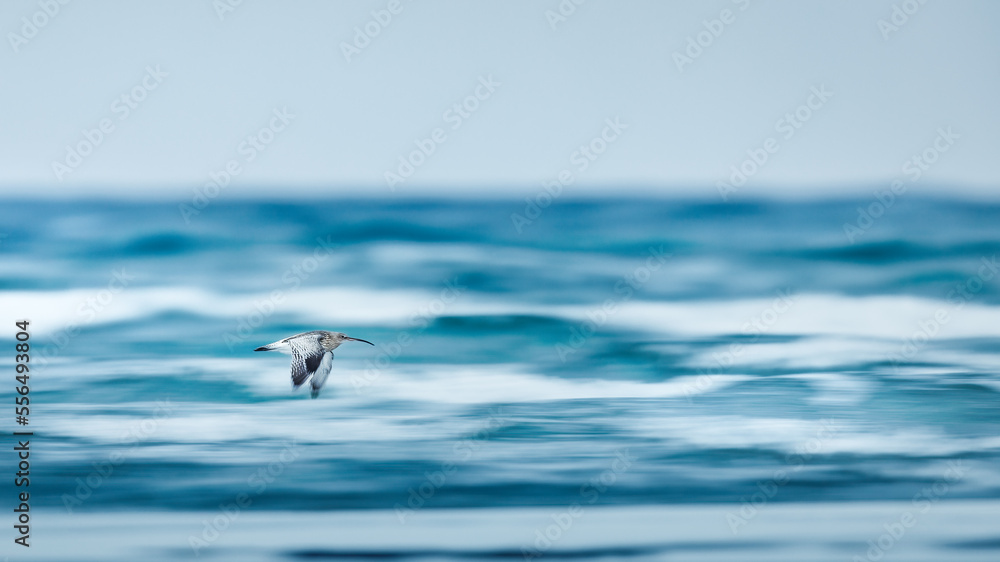 Curlew over a stormy sea - obrazy, fototapety, plakaty 