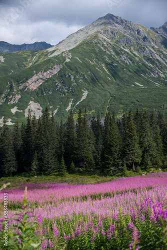 Tatrzańska dolina z kwitnącymi kwiatami