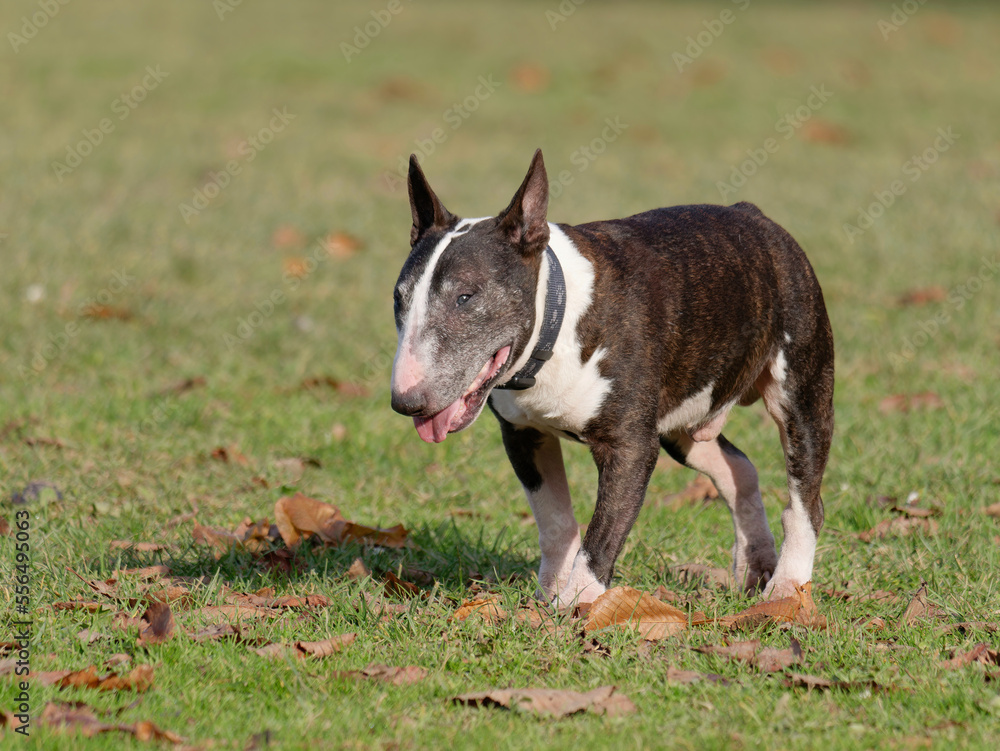 Close-up photo of a cute Bull Terrier walking in the park