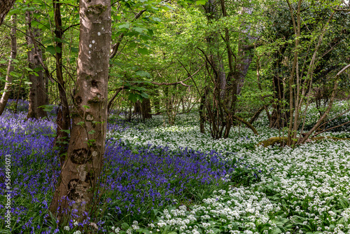 Fototapeta Naklejka Na Ścianę i Meble -  Beautiful bluebells and wild garlic flowers in Sussex woodland in springtime