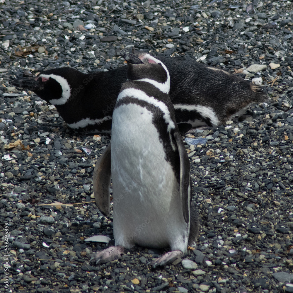 Fototapeta premium Pinguino fueguino
