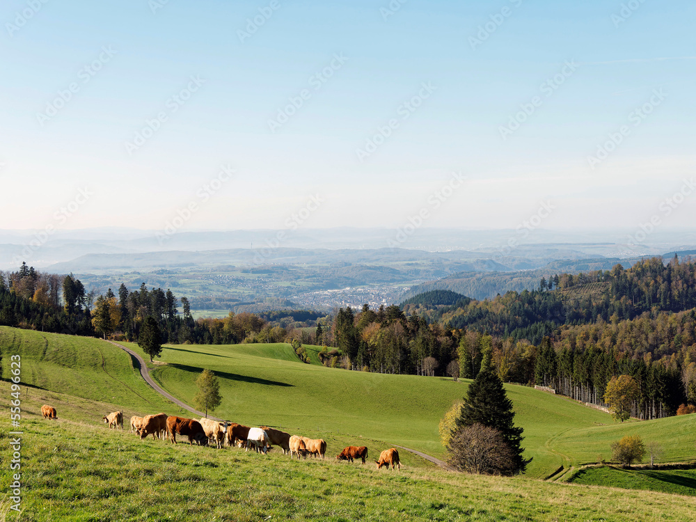 Obraz premium Black Forest landscapes in Germany. Around Gersbach in forested mountains, slopes and hills with herd of cattle in green pastures with view of the valley of Wiese to horizon