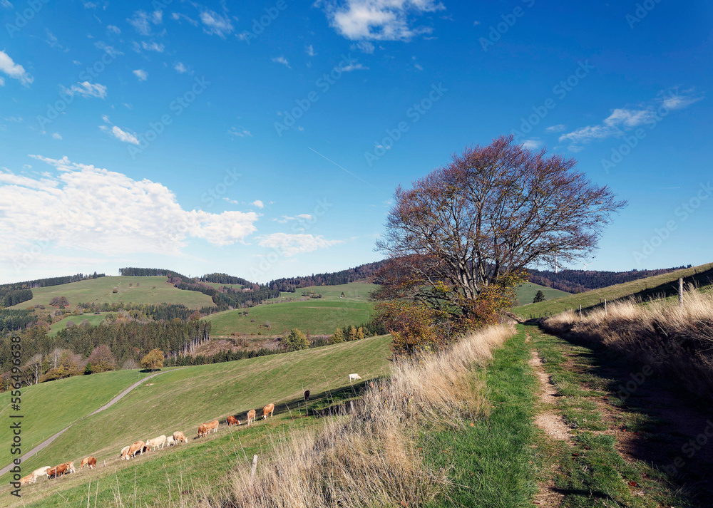 Black Forest landscapes in Germany. Around Gersbach in forested mountains, slopes and hills with herd of cattle in green pastures