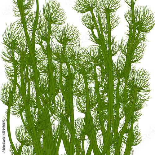 Cartoon Fennel digital illustration 