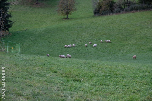 FU 2021-10-17 Wiehl T2 436 Auf der Wiese grasen Schafe