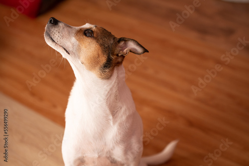 Portrait of dog seen staring upwards © rushay