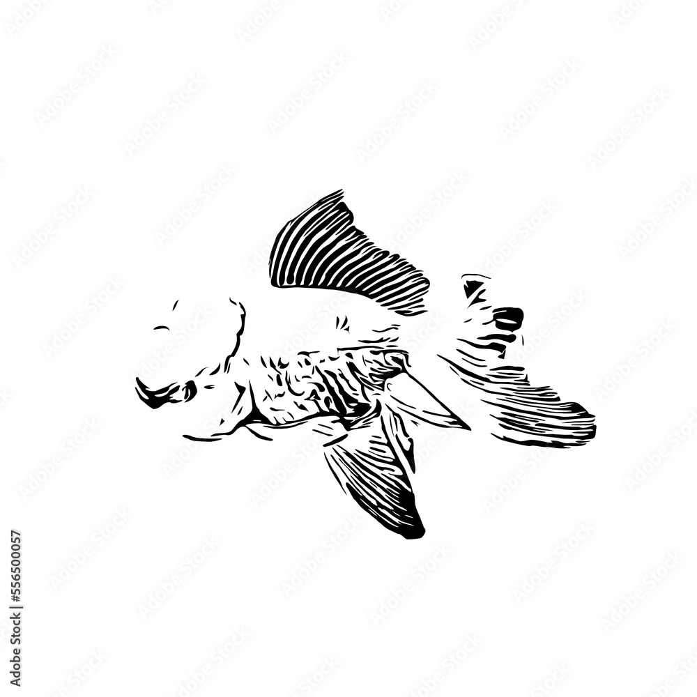 black and white drawing sketch of a goldfish with a transparent background black and white drawing sketch of a goldfish with a transparent background