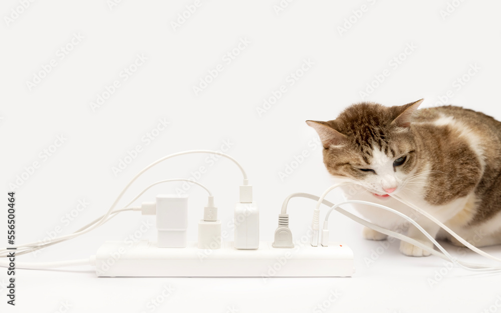 The tabby is biting the wires. electrical plug full of power.Dangers of