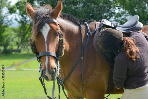 Obraz na plátně Close up shot of young female rider checking and tightening the girth of her bay horse in preparation for riding