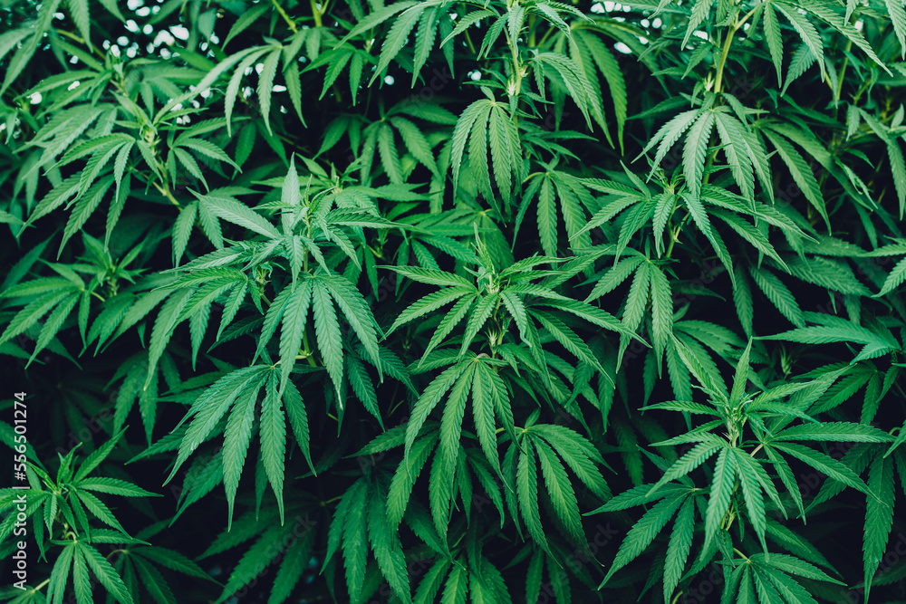 cannabis leafs background cannabis leafs background