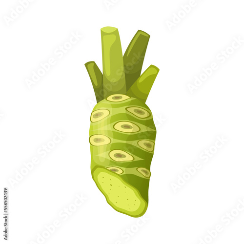 wasabi root cartoon. asian food, spice spicy, asia herb, japan japanese, sushi, vegetable wasabi root vector illustration