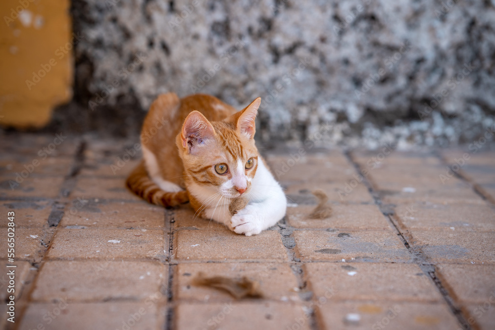 brown and white kitten with yellow eyes playing in the street