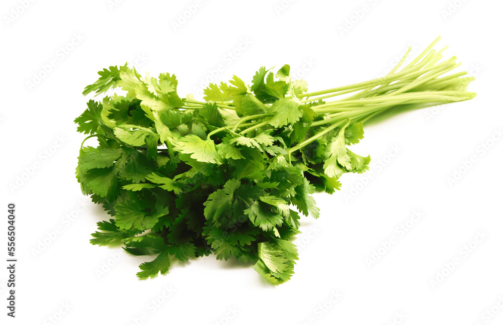 Fresh cilantro bunch on white background. Fresh cilantro bunch on white background.