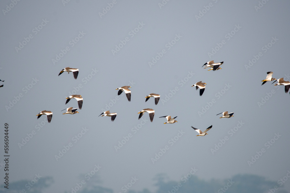 The red-wattled lapwing