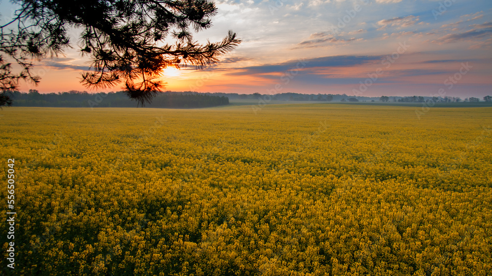 Obraz premium spring landscape with rapeseed field.