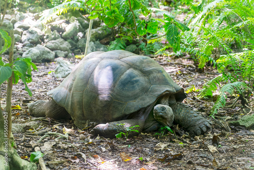 An Aldabra giant tortoise (dipsochelys gigantea), Cousin Island, Seychelles, Indian Ocean, Africa