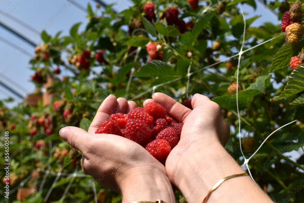 Raspberries harvest in hands Raspberries harvest in hands