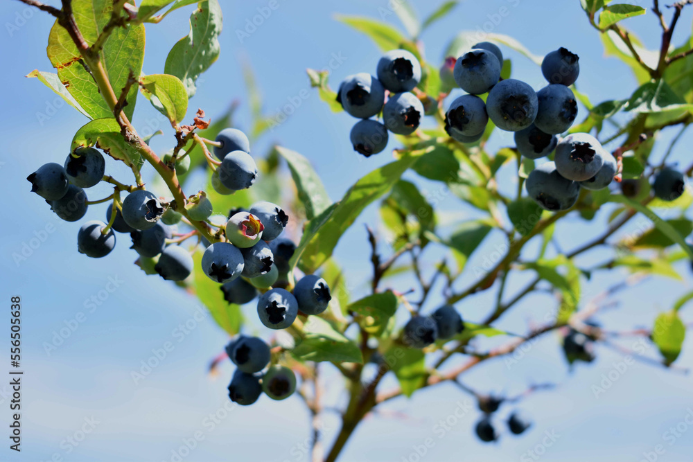 Blueberries on bush against blue sky Blueberries on bush against blue sky