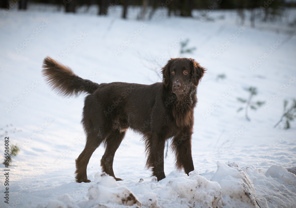 Beautiful chocolate flat-coated retriever posing for picutres. Beautiful chocolate flat-coated retriever posing for picutres.