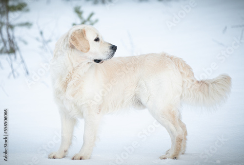 Beautiful golden retriever posing for pictures in winter.