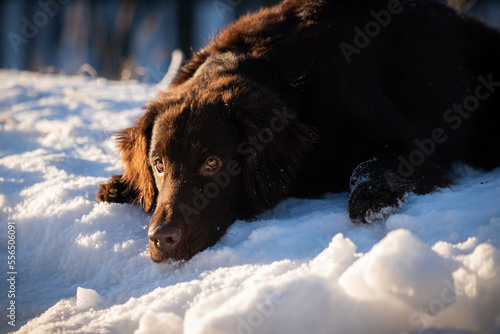 Beautiful chocolate flat-coated retriever posing for picutres. photo