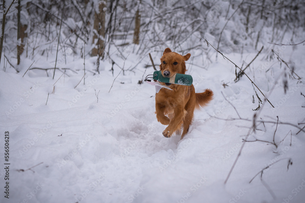 Beautiful golden retriever dog carrying a training dummy in its mouth in winter. Beautiful golden retriever dog carrying a training dummy in its mouth in winter.