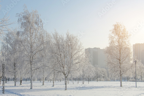 View of the winter snow covered in hoarfrost city park in the distance multi-storey buildings on a frosty sunny winter day.