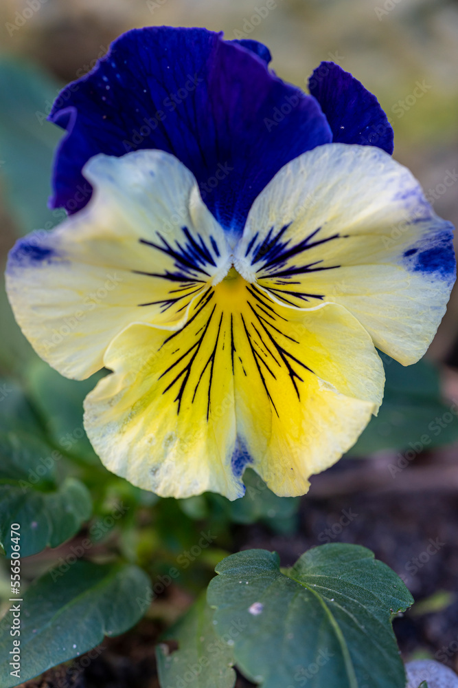 pensée bleue et jaune pensée bleue et jaune
