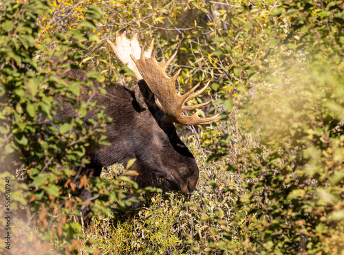 Bull Moose Hiding in Thick Brush in Wyoming in Autumn